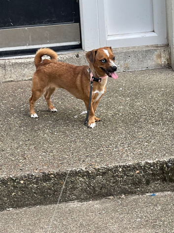 Dachshund x Pug 8 Months Old Baby Pixy