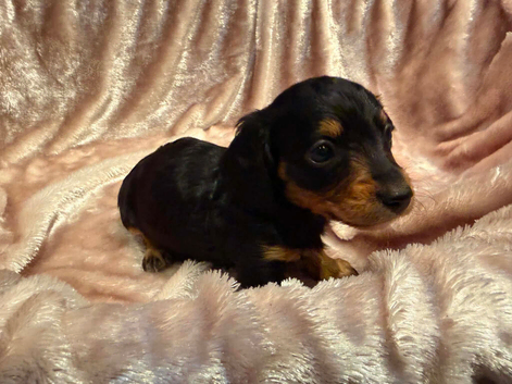 Long haired Dachshund