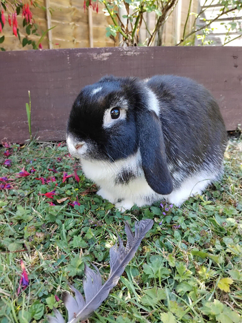 Purebred mini lop doe (girl