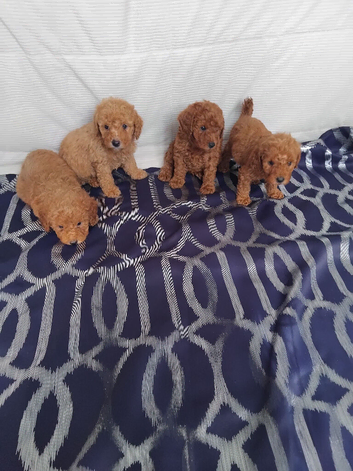 Beautiful cavapoo puppies