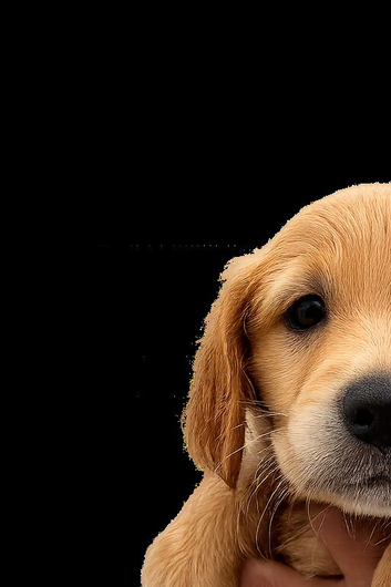 Golden retriever x ess