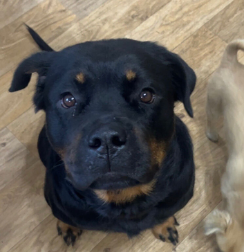 Perfect family dog