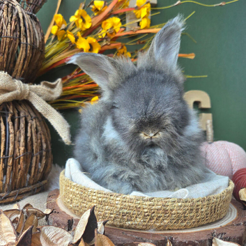 English Angora Babies for Sale