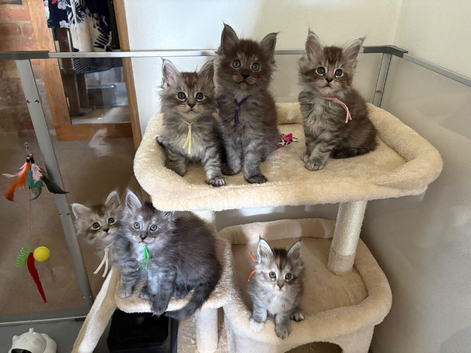 Exceptional TICA Registered Maine Coon Kittens  Health Tested &bull; Family Raised &bull; Lifetime Breeder Support