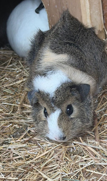 Guinea pig pairs