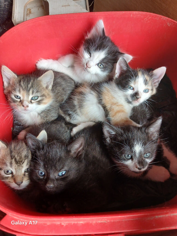 Kittens