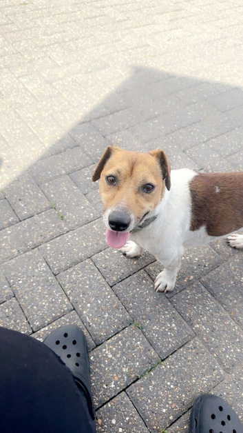 Blu the Jack Russell
