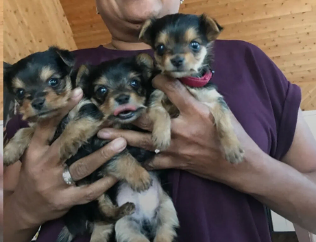 Yorkshire terrier puppies