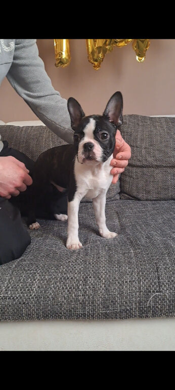 Boston terrier puppy ready to go