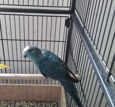 Blue Kakariki