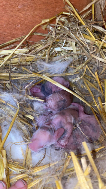 Baby bunnys