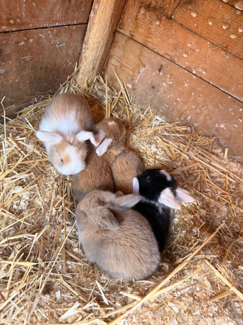 5 gorgeous mini lops