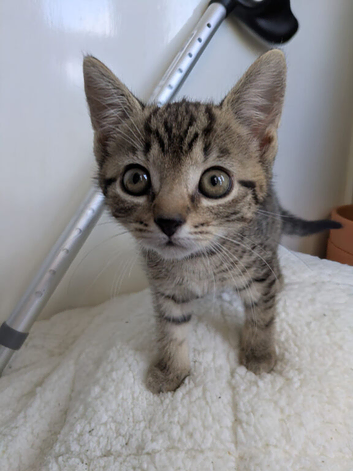 Male tabby kitten
