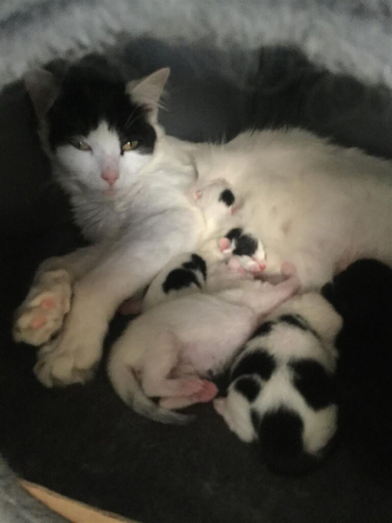 .Tiny Puds Seeking Forever homes.