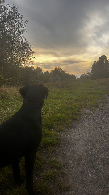 11 month old kc registered lab pup