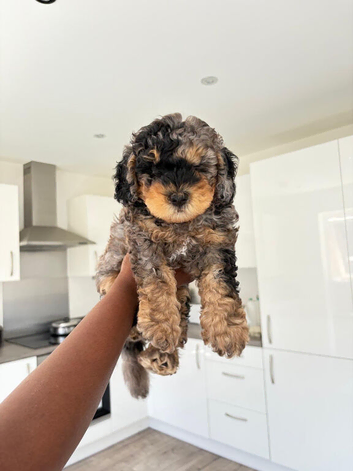 Adorable blue merle  male cockapoo puppy