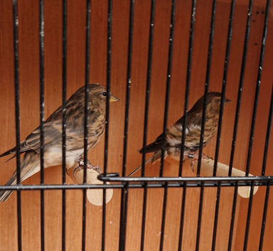Lesser Redpolls