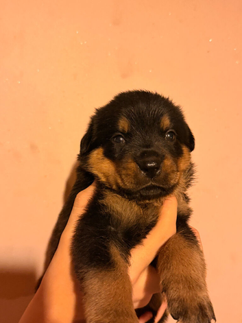 Stunning rare Rottweiler puppies