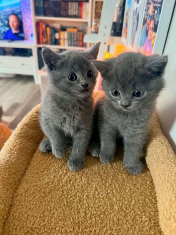 BRITISH SHORTHAIR CROSS KITTENS FOR SALE