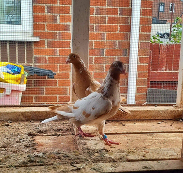 Yellow mueleman racing pigeon for sale