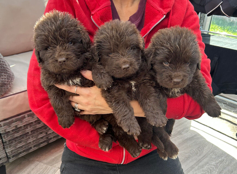 Kc registered Newfoundland puppies
