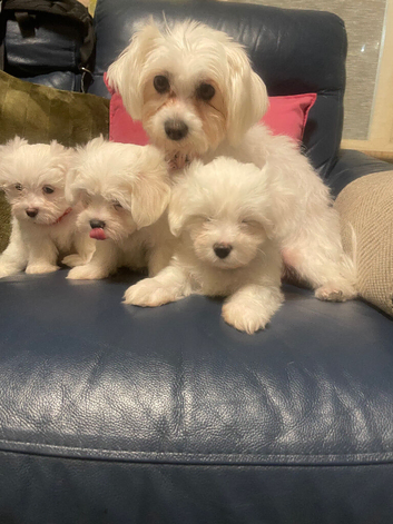3 beautiful Maltese puppies