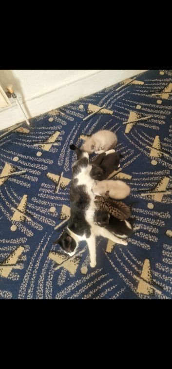Kittens for sale