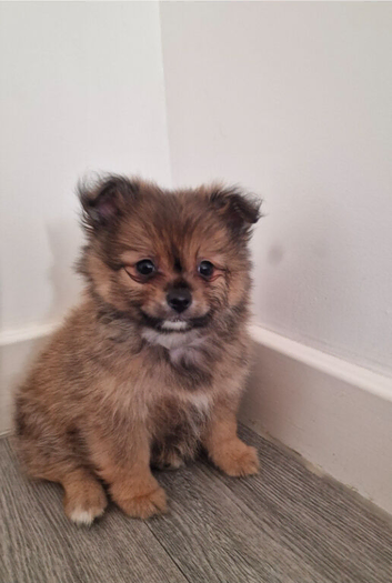 Pomeranian puppies