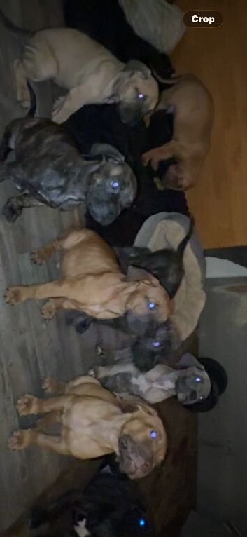 Cane corso x bull mastiff