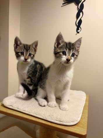 4 gorgeous kittens.