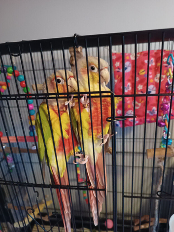 2 PINEAPPLE CONURES