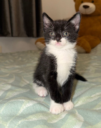 Sweet & Adorable Boy Kitten