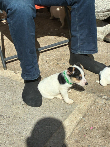Jack Russel pups