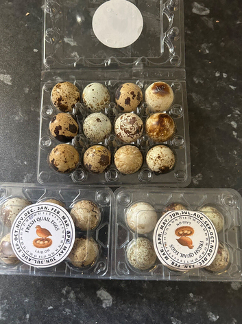 Japanese coturnix quail hatching eggs multi coloured