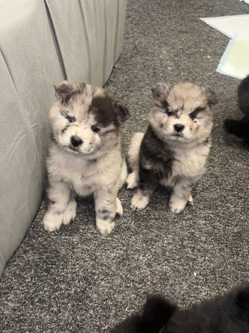 Chow chow puppies