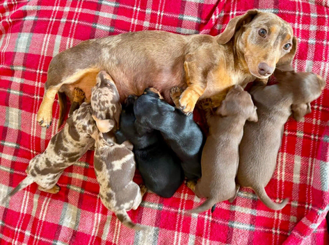 STUNNING MINIATURE SMOOCH HAIR DACHSHUND PUPPIES