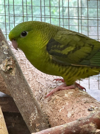 Lineolated parakeets Linnies DNA cock & hen