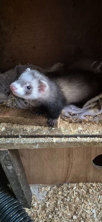 2 ferret kitts 10 weeks old looking for home