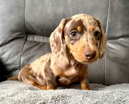 Kc registered Miniature dachshunds health clear
