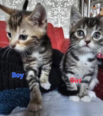 beautiful kittens for sale