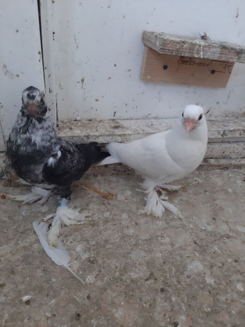 Fancy pigeons for sale
