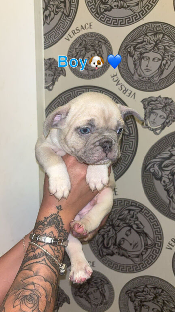 French bulldog puppies