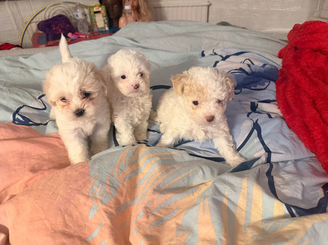 Beautiful Bichon Frise Puppies - 3 Girls