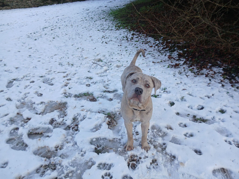 Cane corso for sale