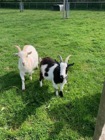 Two pygmy x wethers