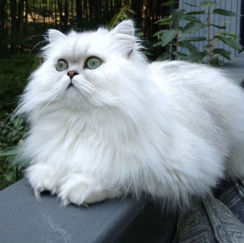 Outstanding Persian x kittens