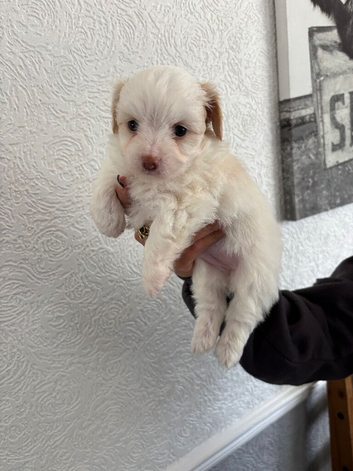 Pompoo cross Chihuahua