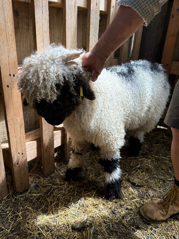 Stunning Valais Blacknose Ram  lambs