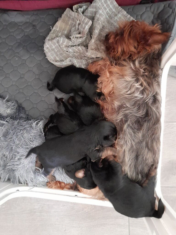 Adorable Yorkshire terrier puppies