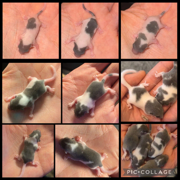 African Pygmy dormice (micro squirrels) read description